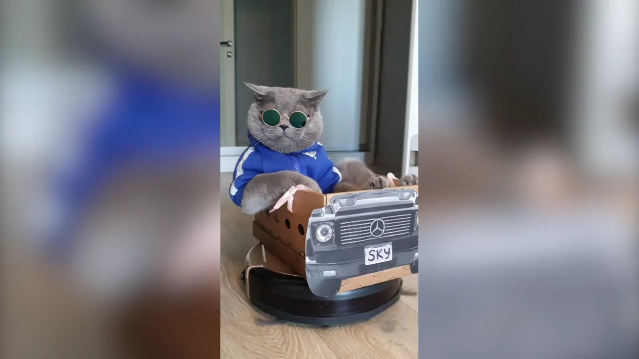 Este gato ha hecho del robot aspirador de su familia su coche particular Este gato ha hecho del robot aspirador de su familia su coche particular