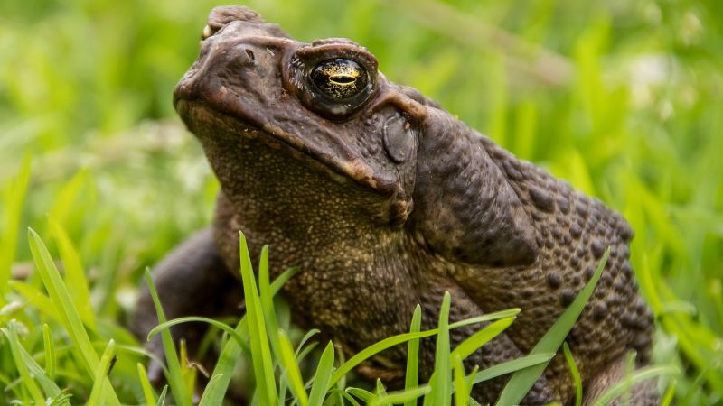 El sapo de caña se vuelve canibal en Australia por la sobrepoblación de más de 200 millones de ejemplares