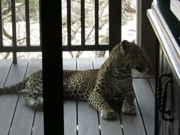 Se lleva el susto de su vida al encontrar un leopardo en la habitación de su safari