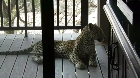 Se lleva el susto de su vida al encontrar un leopardo en la habitación de su safari Se lleva el susto de su vida al encontrar un leopardo en la habitación de su safari