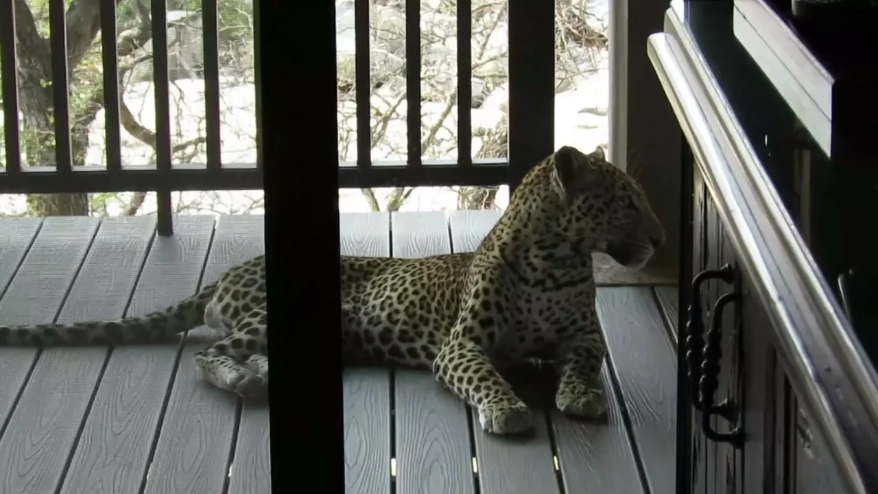 Se lleva el susto de su vida al encontrar un leopardo en la habitaci&oacute;n de su safari