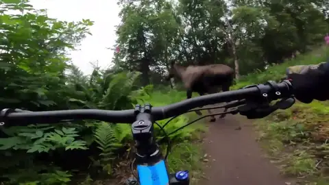 El impactante vídeo de un alce pasando muy cerca de un joven ciclista estadounidense El impactante vídeo de un alce pasando muy cerca de un joven ciclista estadounidense