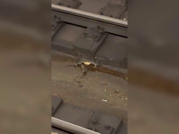 Las ratas del metro de Nueva York se hacen virales por una impresionante pelea en las vías