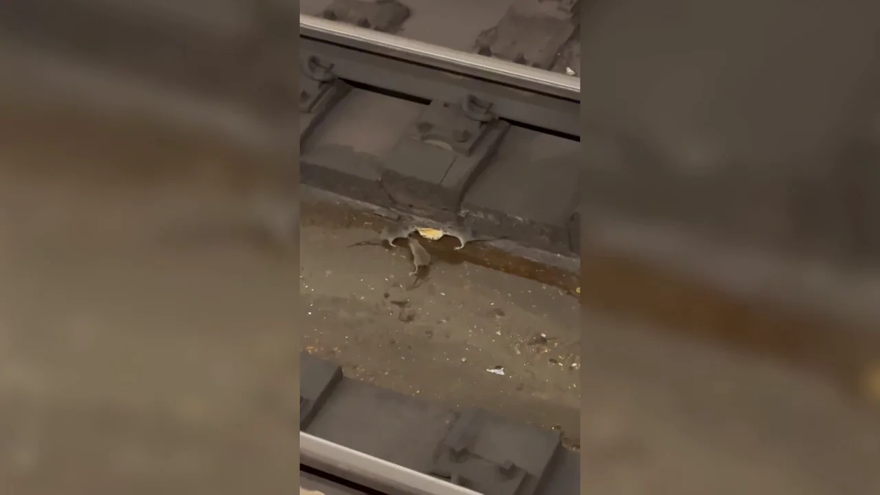 Las ratas del metro de Nueva York se hacen virales por una impresionante pelea en las v&iacute;as