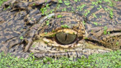Un caimán intenta devorar un dron pero no esperaba que su boca se llenara de humo