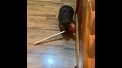 El vídeo de un bebé castor robando peluches y desatascadores para hacer un dique es lo más tierno que verás hoy