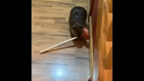 El vídeo de un bebé castor robando peluches y desatascadores para hacer un dique es lo más tierno que verás hoy El vídeo de un bebé castor robando peluches y desatascadores para hacer un dique es lo más tierno que verás hoy