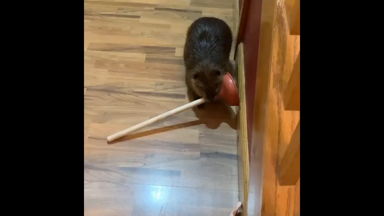 El vídeo de un bebé castor robando peluches y desatascadores para hacer un dique es lo más tierno que verás hoy