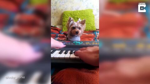 El divertido v&iacute;deo entre un pianista y su perro haciendo un d&uacute;o musical