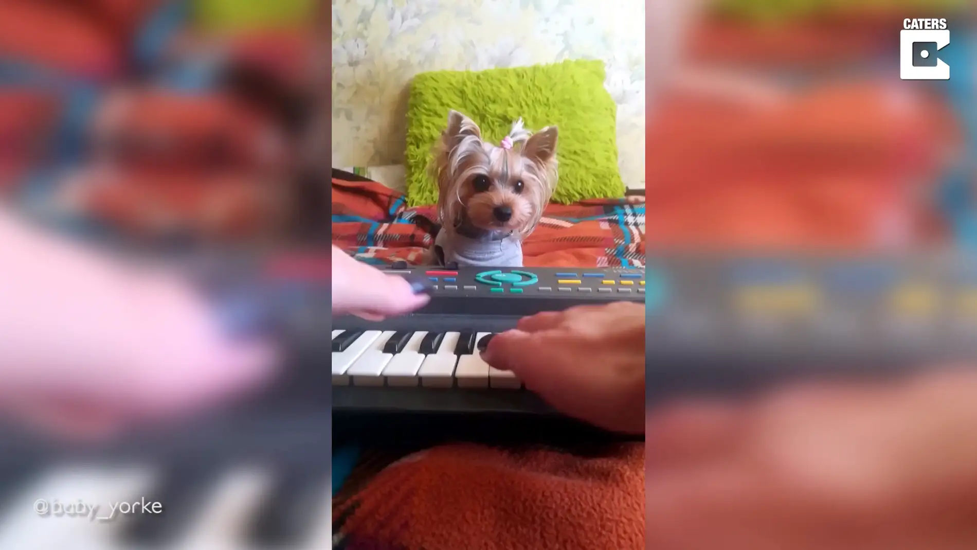 El divertido vídeo entre un pianista y su perro haciendo un dúo musical