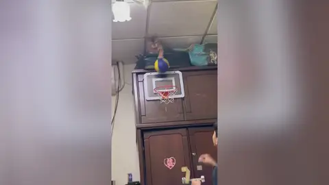 Las sorprendentes habilidades de este gato para encestar Las sorprendentes habilidades de este gato para encestar