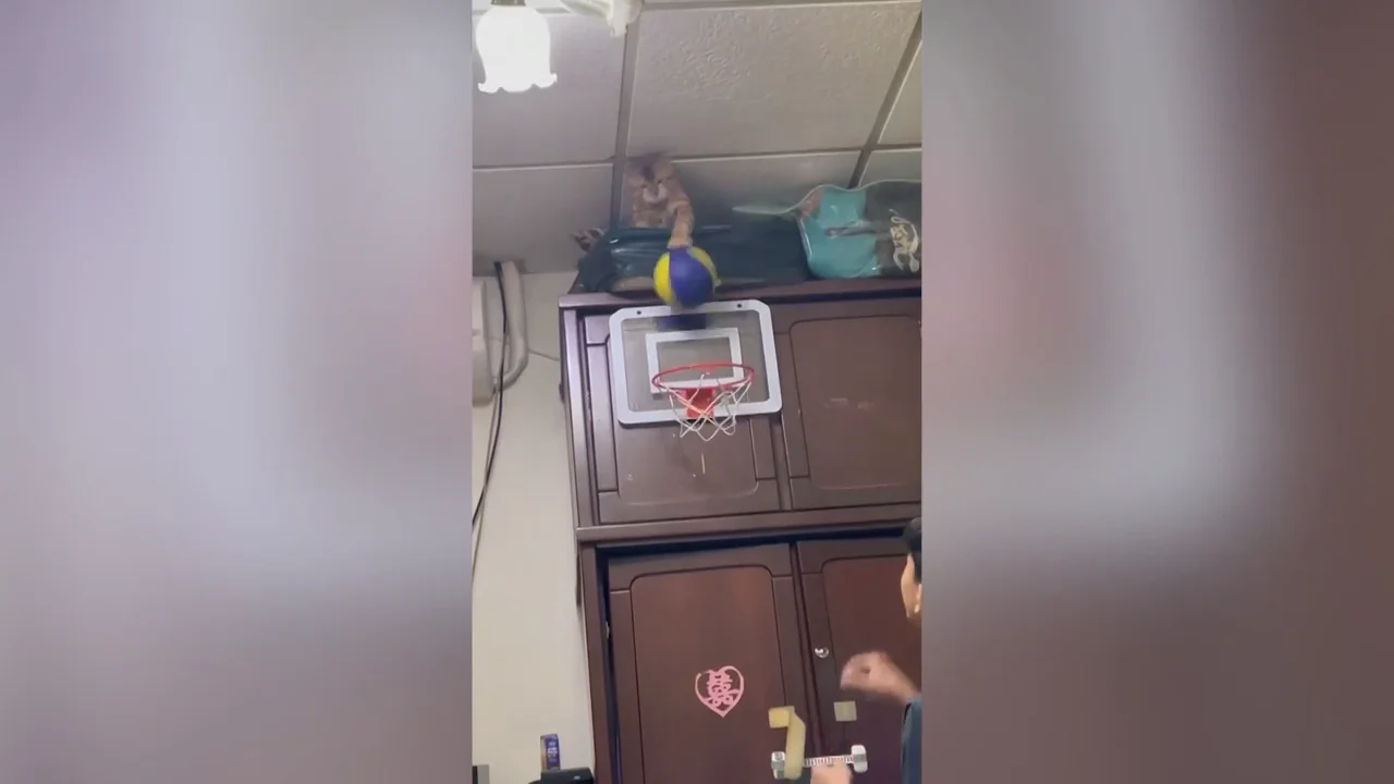  Las sorprendentes habilidades de este gato para encestar