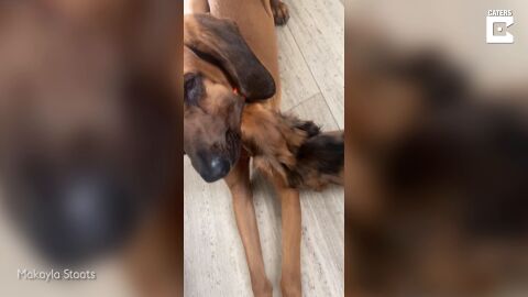 De profesión, dentista: a este simpático perro le encanta limpiarle los dientes a su hermano