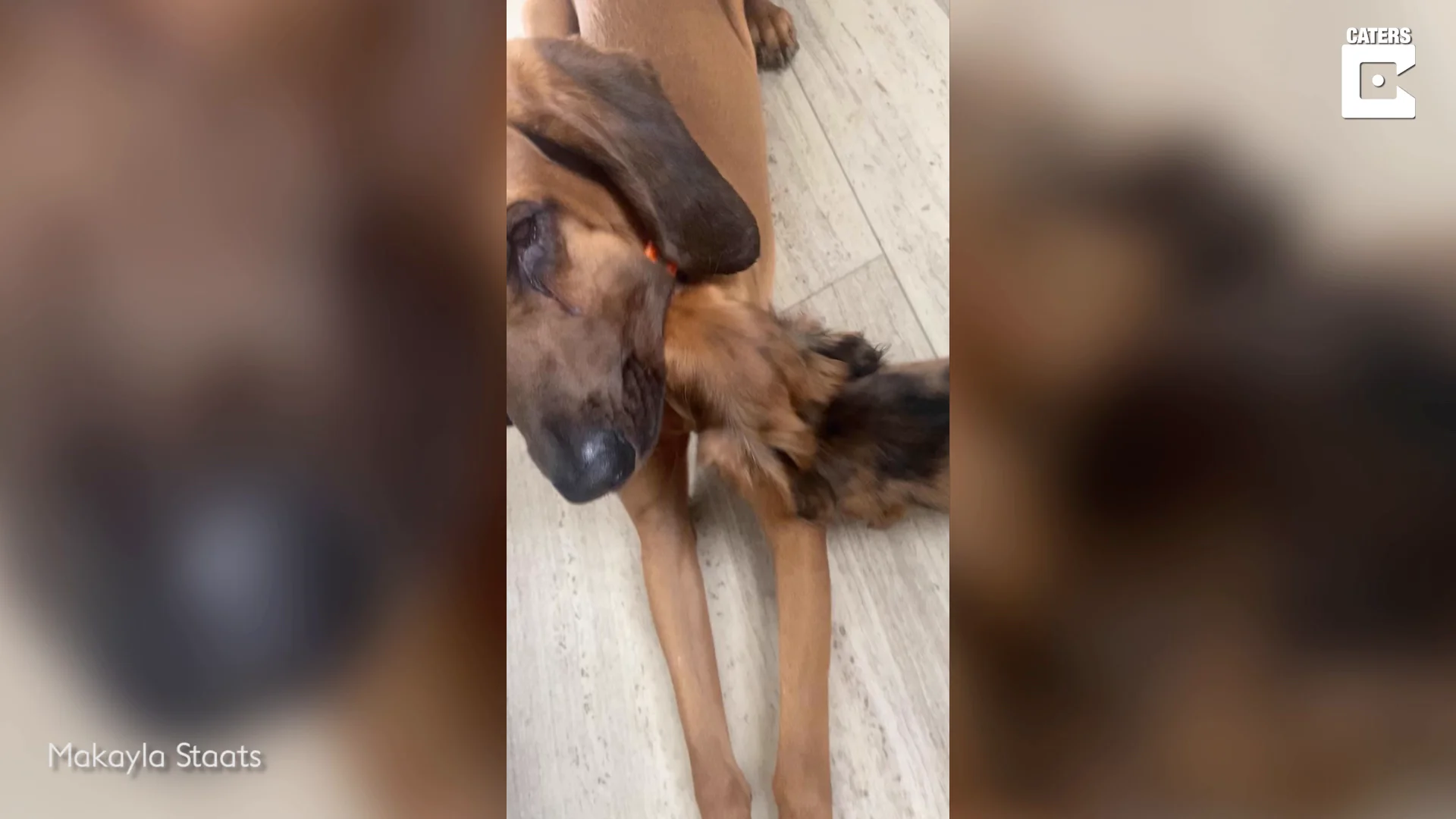 De profesi&oacute;n, dentista: a este simp&aacute;tico perro le encanta limpiarle los dientes a su hermano