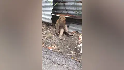 Este mono gravemente herido fue rescatado tras electrocutarse mientras buscaba comida Este mono gravemente herido fue rescatado tras electrocutarse mientras buscaba comida