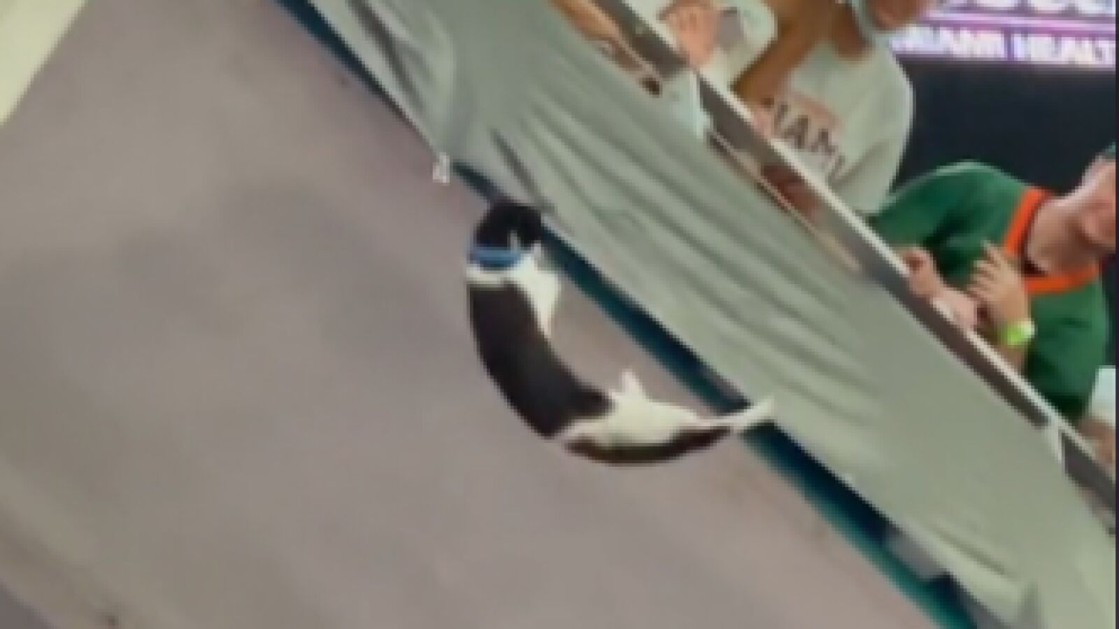 El 'gato de Miami': de jugarse la vida en un estadio a celebridad en TikTok