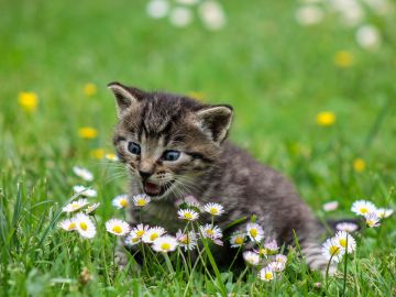 Gato [archivo]