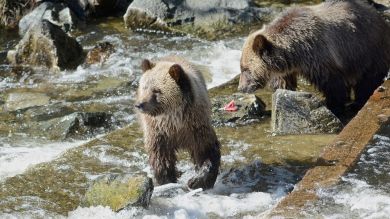 El precioso vídeo de una osa enseñando a su osezno a tirarse por el tobogan de un parque