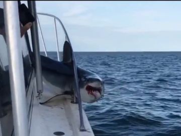 Un enorme tiburón salta a un barco de pesca y se queda atascado