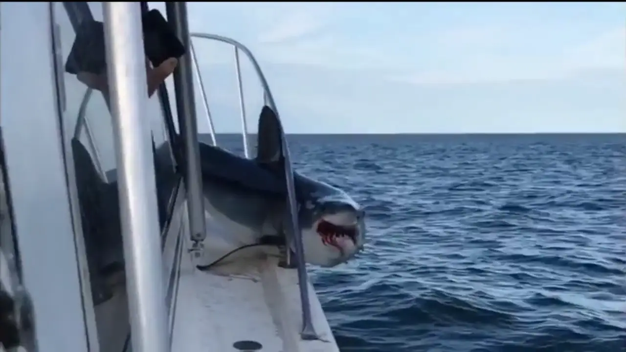 Un enorme tiburón salta a un barco de pesca y se queda atascado