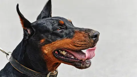 Doberman (archivo) Doberman (archivo)