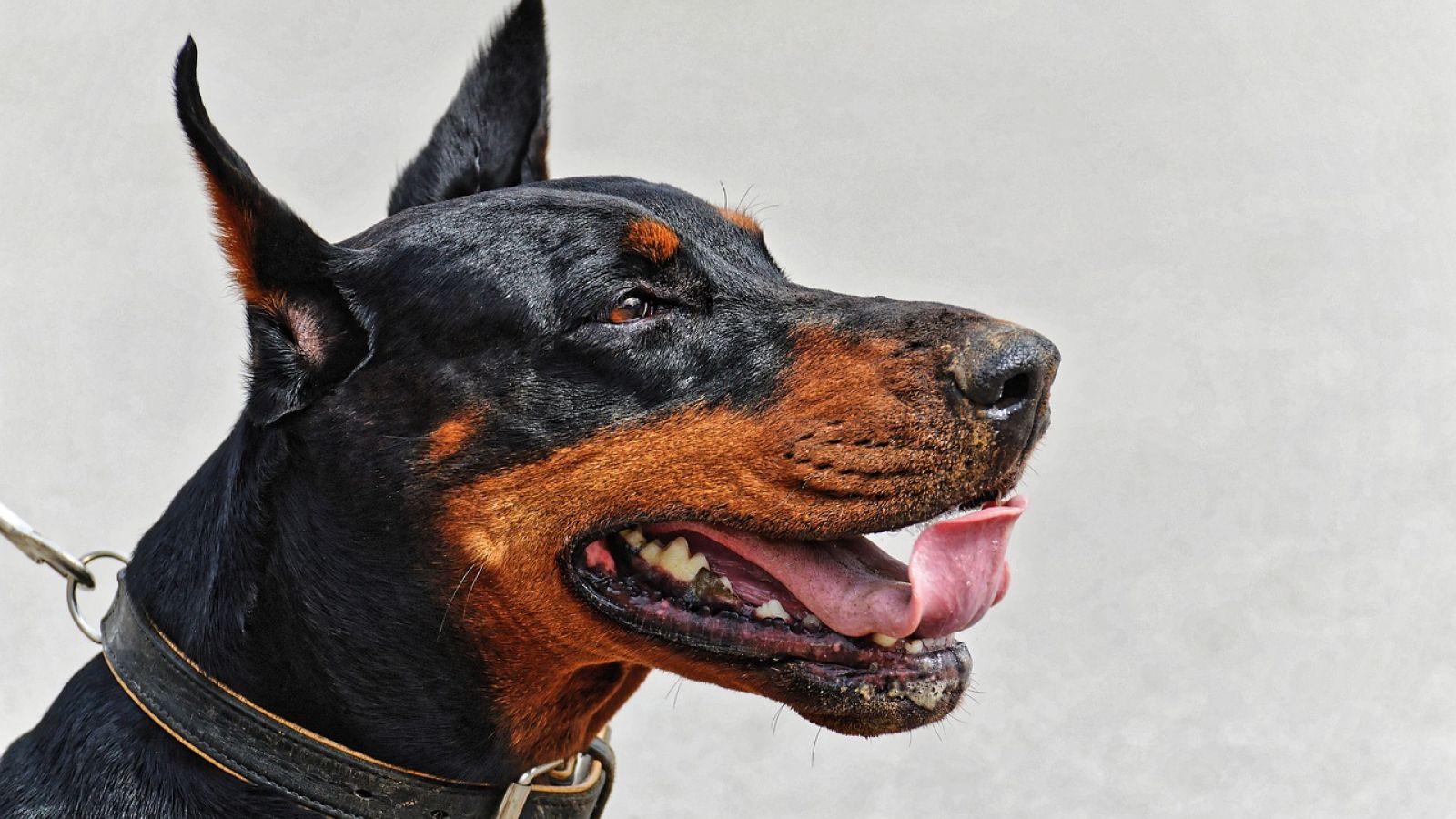 Una perra doberman adopta un gatito bebé rescatado y le da de mamar junto a sus propios cachorros