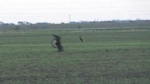Una liebre salva la vida saltando por encima de un águila Una liebre salva la vida saltando por encima de un águila