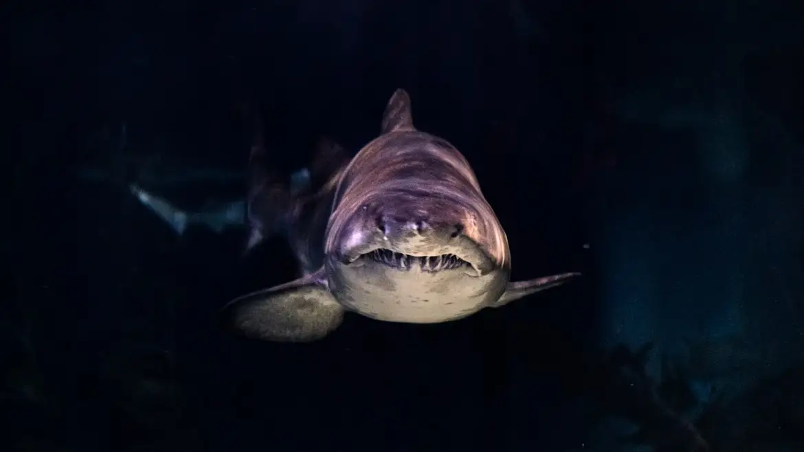 Tiburón en primer plano (archivo)