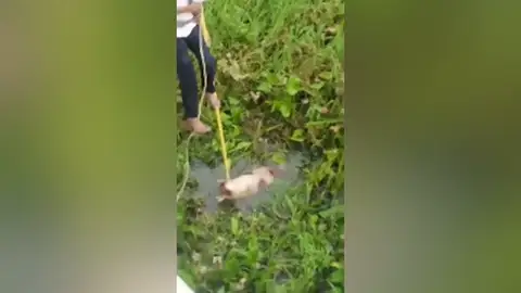 Rescata a un perro abandonado que fue tirado al rio por su dueño Rescata a un perro abandonado que fue tirado al rio por su dueño