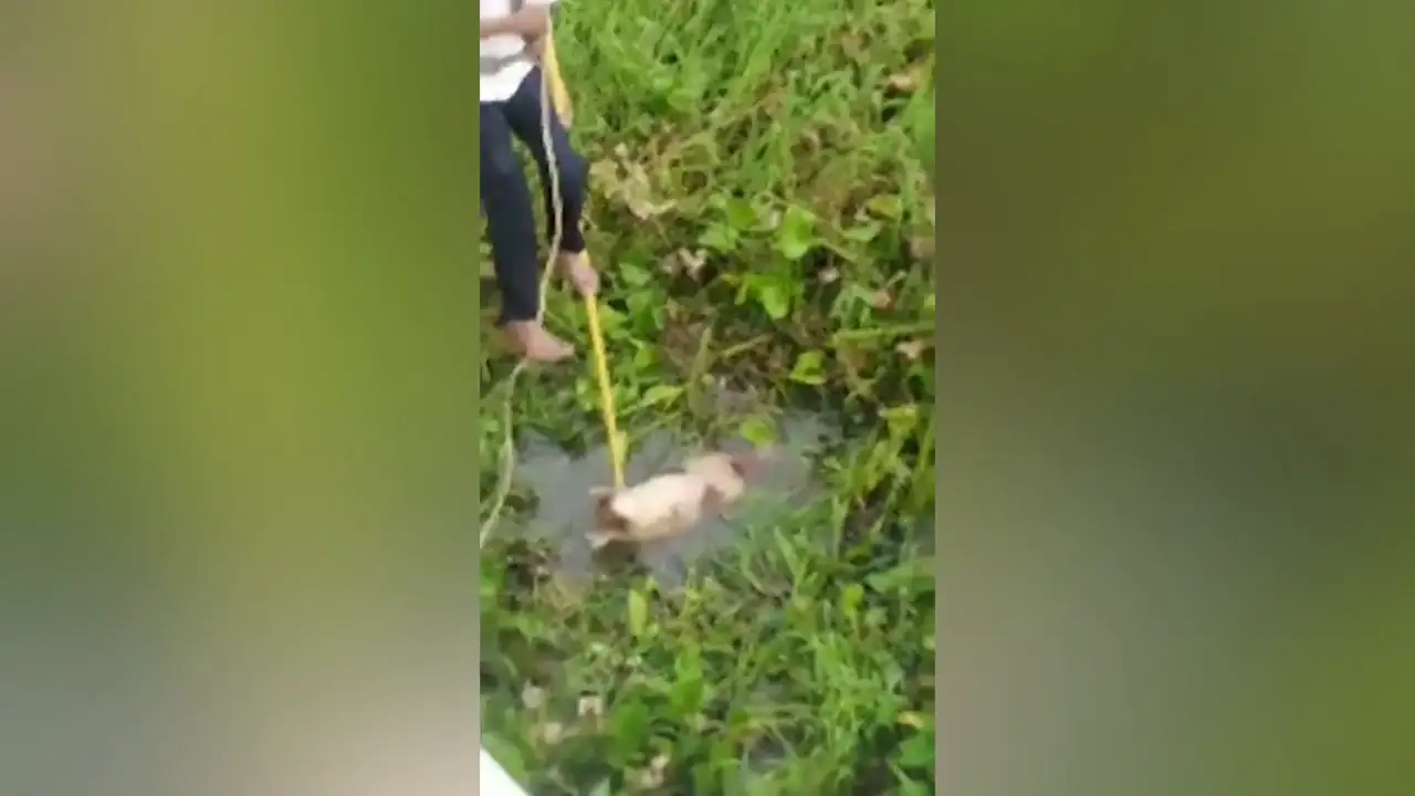 Rescata a un perro abandonado que fue tirado al rio por su dueño