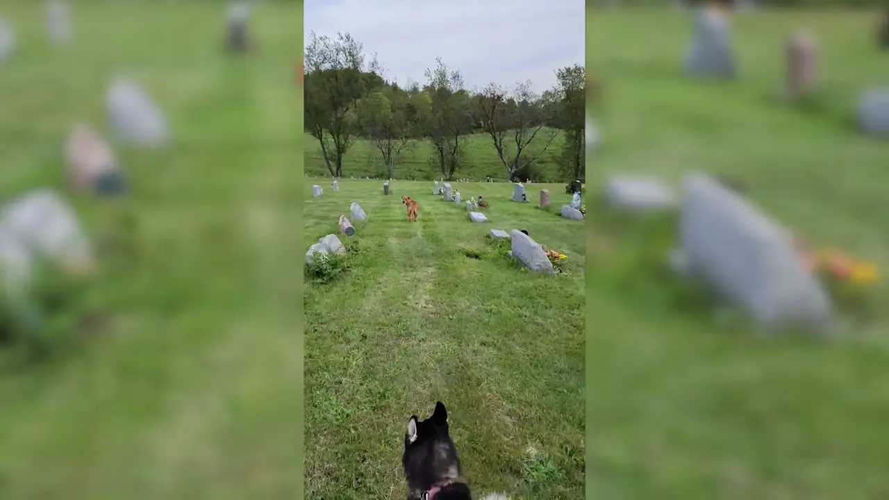 VÍDEO: Un perro corre a la tumba de la madre de su dueño sin que nadie le ayude
