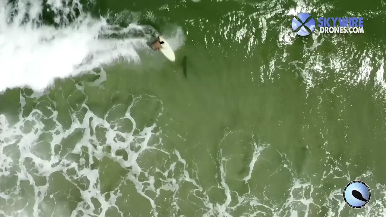 Un dron graba a un tiburón nadando junto a un surfista desprevenido