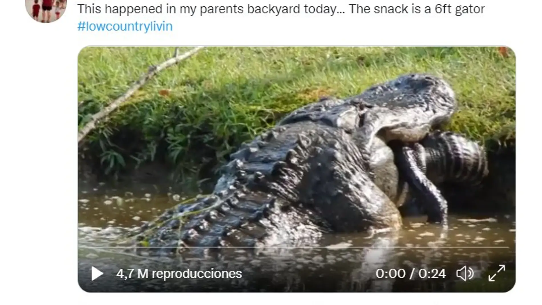 El demoledor vídeo de un cocodrilo devorando a otro cocodrilo