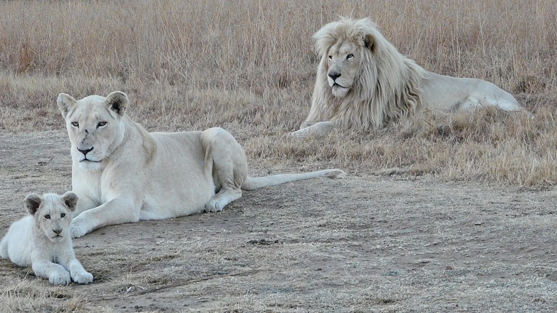 Leones (archivo)