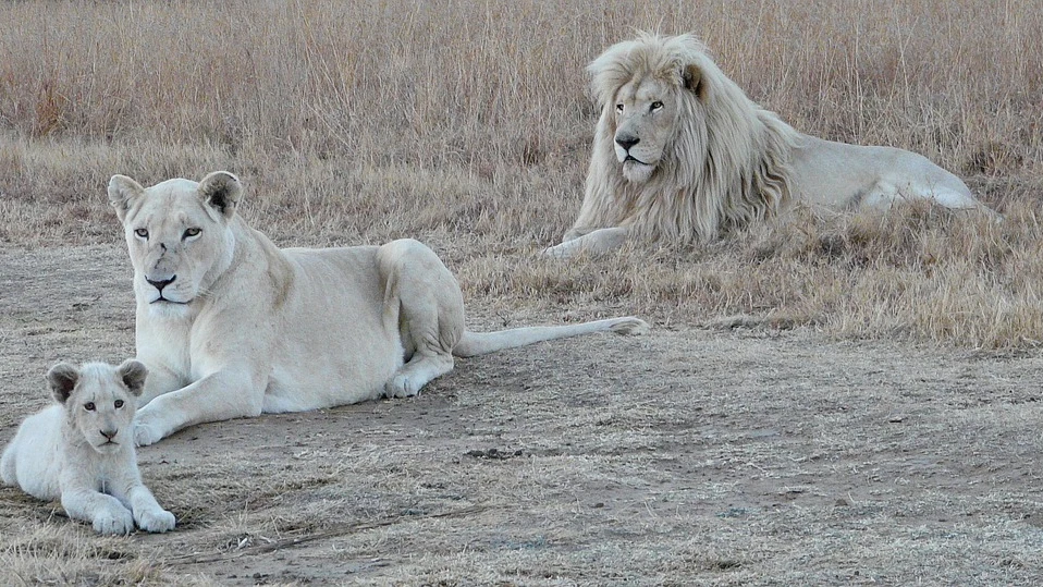 Leones (archivo) Leones (archivo)