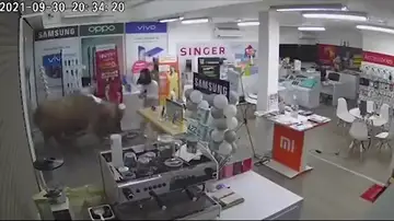 Un búfalo entra arrasando en una tienda y derriba a una dependienta