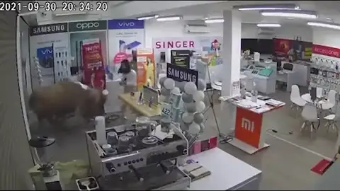 Un búfalo entra arrasando en una tienda y derriba a una dependienta Un búfalo entra arrasando en una tienda y derriba a una dependienta