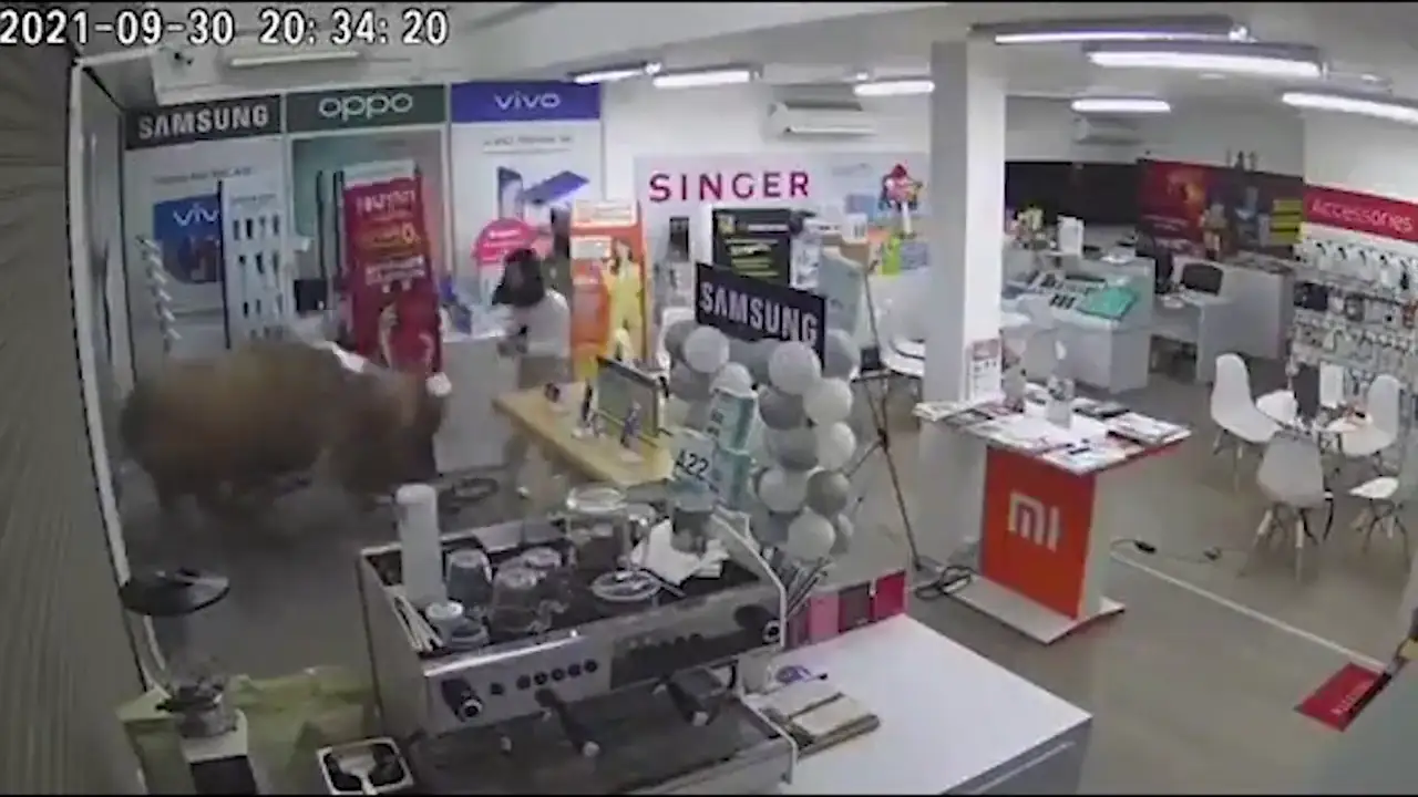 Un búfalo entra arrasando en una tienda y derriba a una dependienta