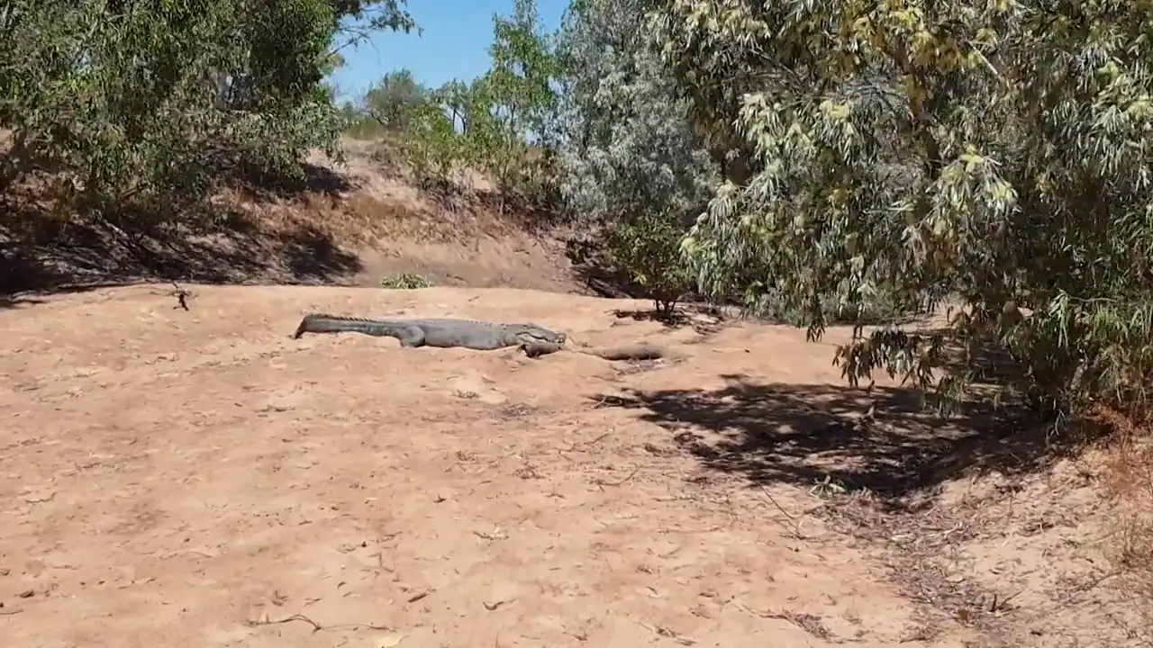 Un pescador se la juega al acercarse a un cocodrilo que planeaba atacarle