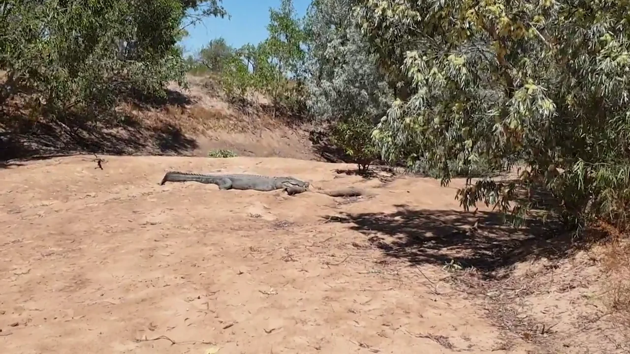 Un pescador se la juega al acercarse a un cocodrilo que planeaba atacarle Un pescador se la juega al acercarse a un cocodrilo que planeaba atacarle