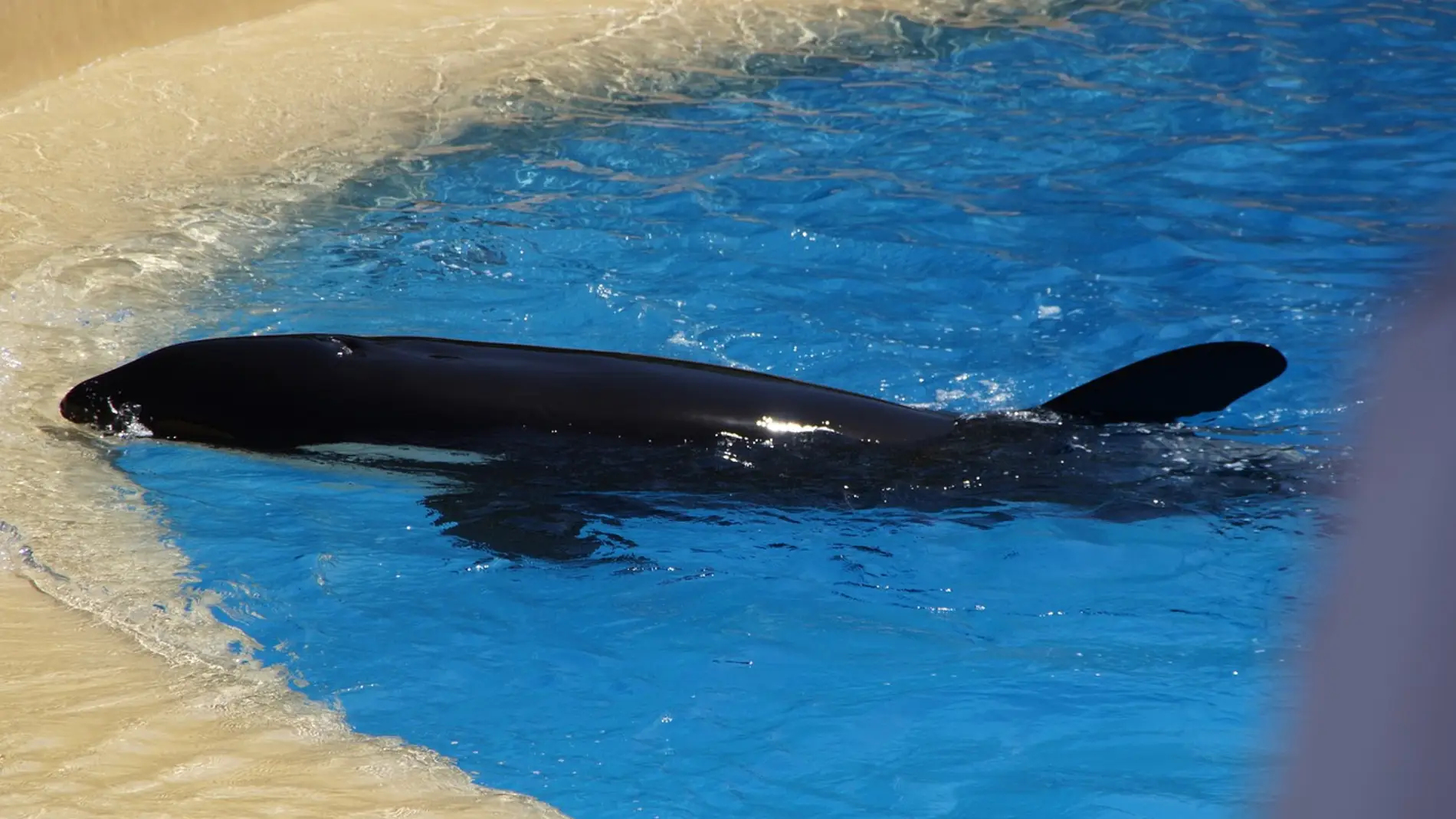 Orca en un zoo (archivo)