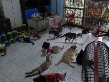Una mujer rescata y adopta a más de 100 gatos callejeros heridos en Tailandia