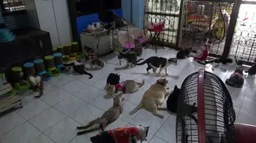 Una mujer rescata y adopta a más de 100 gatos callejeros heridos en Tailandia