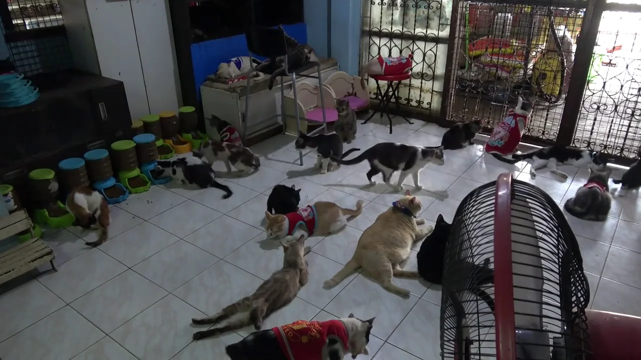 Una mujer rescata y adopta a m&aacute;s de 100 gatos callejeros heridos en Tailandia