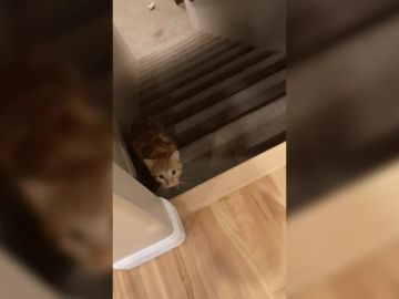Un gato juega al ‘Escondite Inglés’ con su dueña