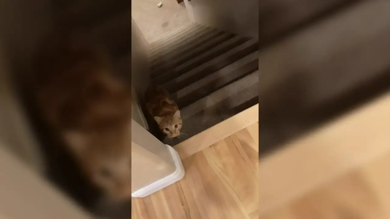 Un gato juega al ‘Escondite Inglés’ con su dueña