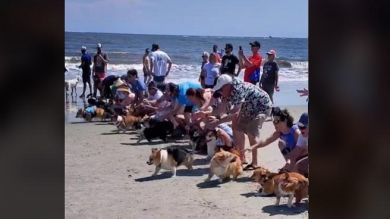 Una caótica carrera de más de 50 corgis se vuelve viral en TikTok