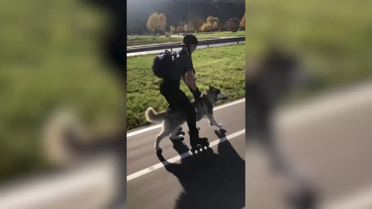 VÍDEO: Una mujer patina empujada por su perro husky y es increíble