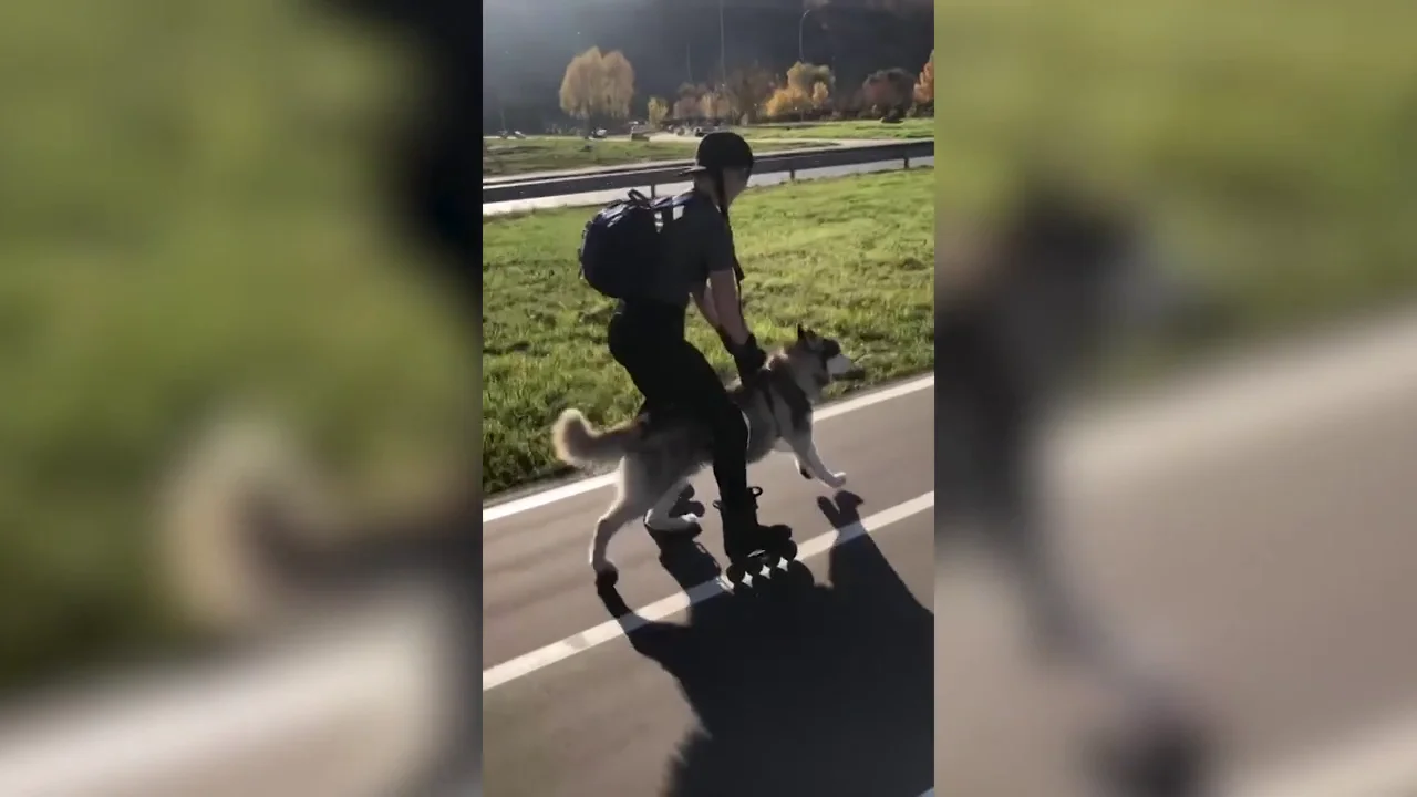 V&Iacute;DEO: Una mujer patina empujada por su perro husky y es incre&iacute;ble