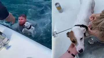 Un perro rescatado en el océano